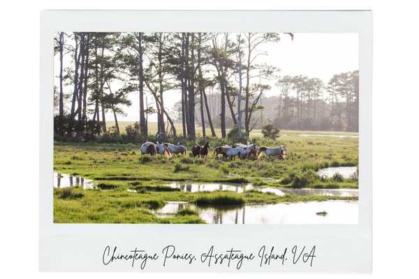 chincoteague ponies, assateague island va