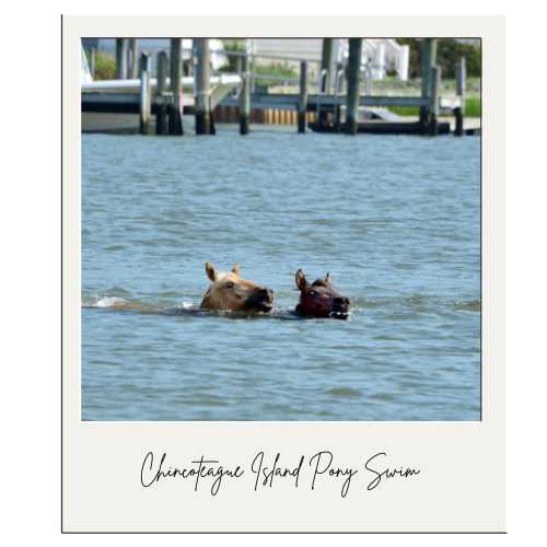Watch the Chincoteague Island Pony Swim. See ponies swim across the channel