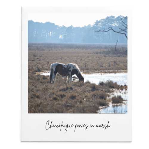 Chincoteague ponies in marsh