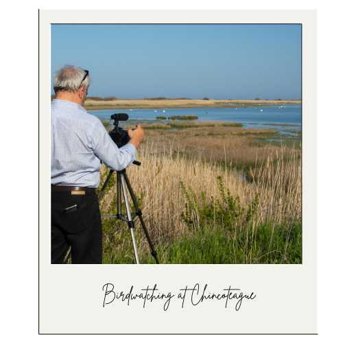 Chincoteague birding is a popular activity for many visitors. Go birdwatching on Chincoteague and Assateague Islands.