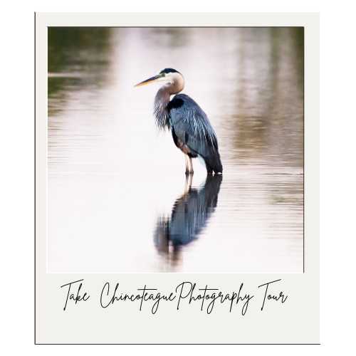 Chincoteague photography tours are a great way to see the natural beauty of the island.