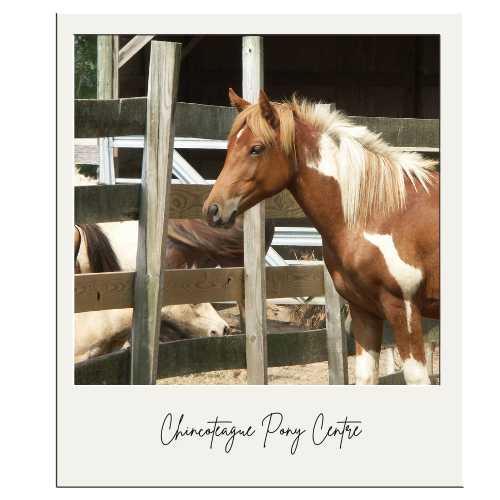 visit the Chincoteague Pony Centre. Learn about the history of the Chincoteague Ponies, Misty, and how the Pony swim and auction started.