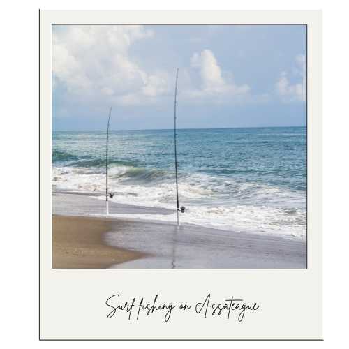Surf fishing from Assateague Island is great experience for any angler. 