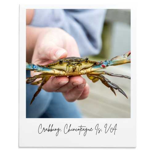 where can I go crabbing on Chincoteague Island