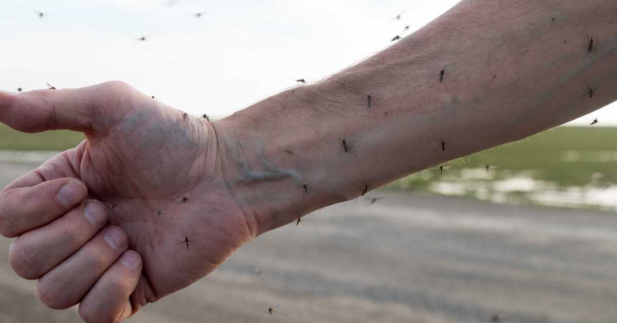 how to repel mosquitoes while camping