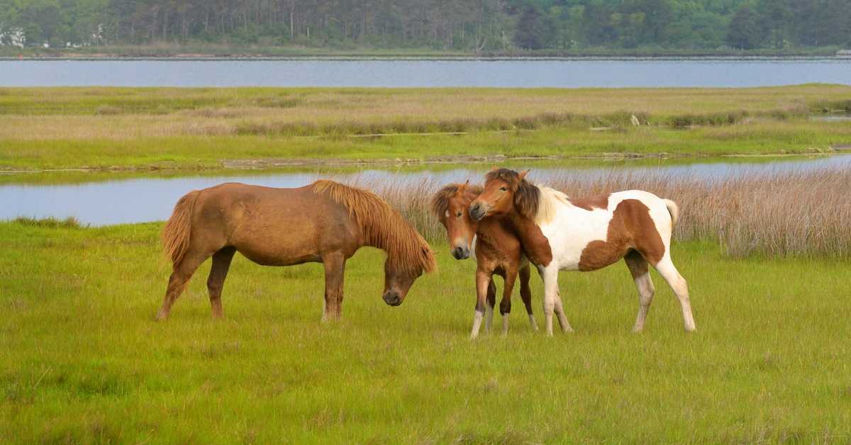 Do Chincoteague Ponies Drink Salt Water