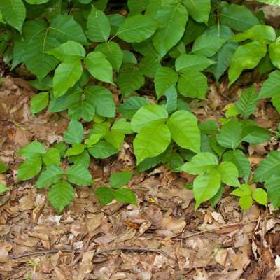 How to Identify Poison Ivy 