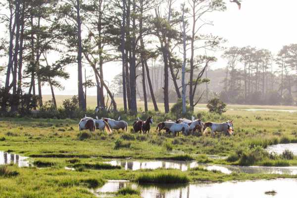 wild chincoteague ponies